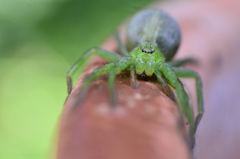 Green Huntsman Spider (Micrommata virescens) Leela Channer.jpg